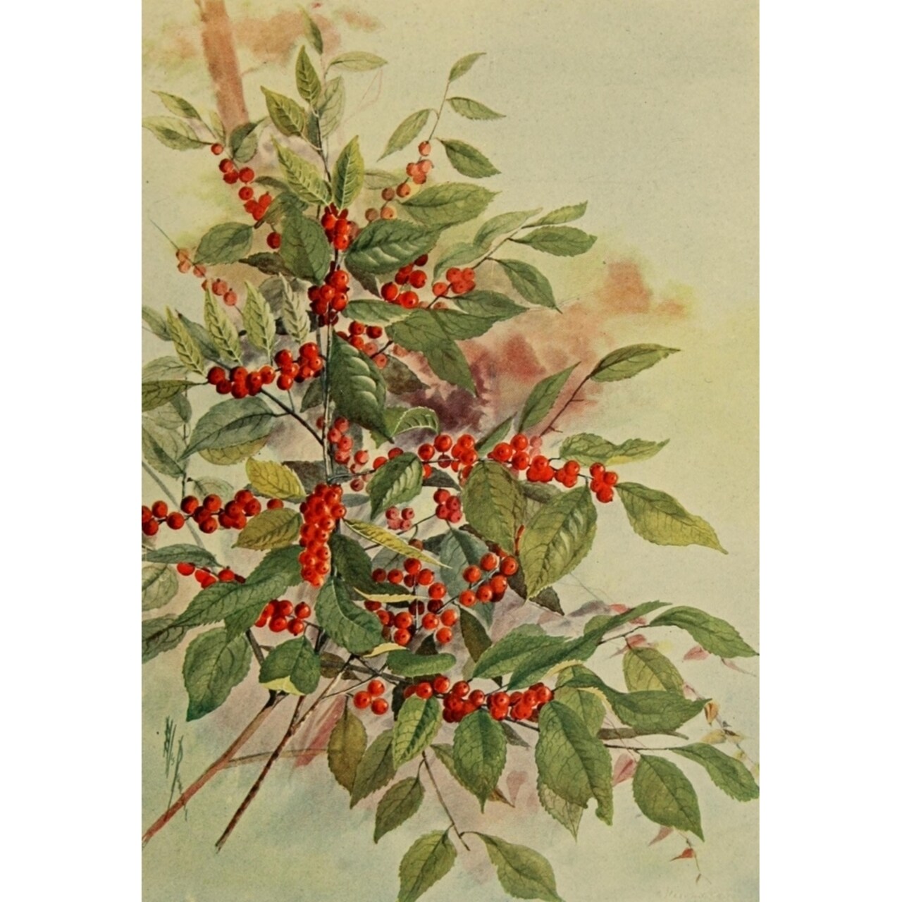 Guide To The Trees 1900 Black Alder Poster Print By Ellis Rowan